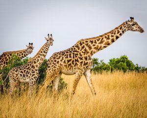 a group of giraffe standing on top of a dry grass field